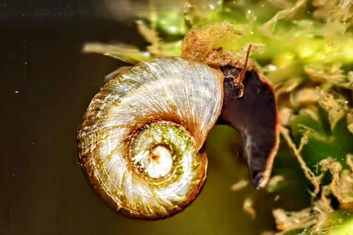 Black Ramshorn Snail - Superior Shrimp & Aquatics