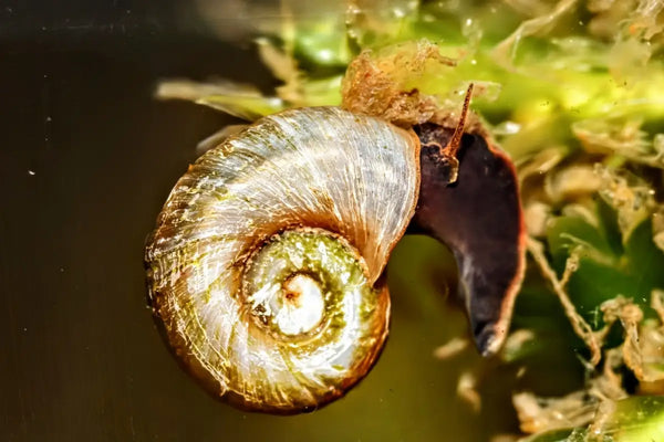 Black Ramshorn Snail - Superior Shrimp & Aquatics