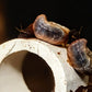 Black Ramshorn Snail - Superior Shrimp & Aquatics