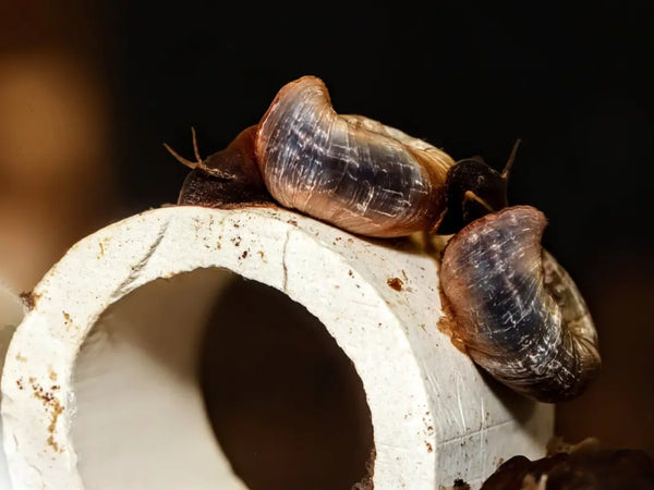 Black Ramshorn Snail - Superior Shrimp & Aquatics
