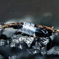 Black Rili Shrimp - Superior Shrimp & Aquatics