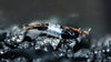 Black Rili Shrimp - Superior Shrimp & Aquatics