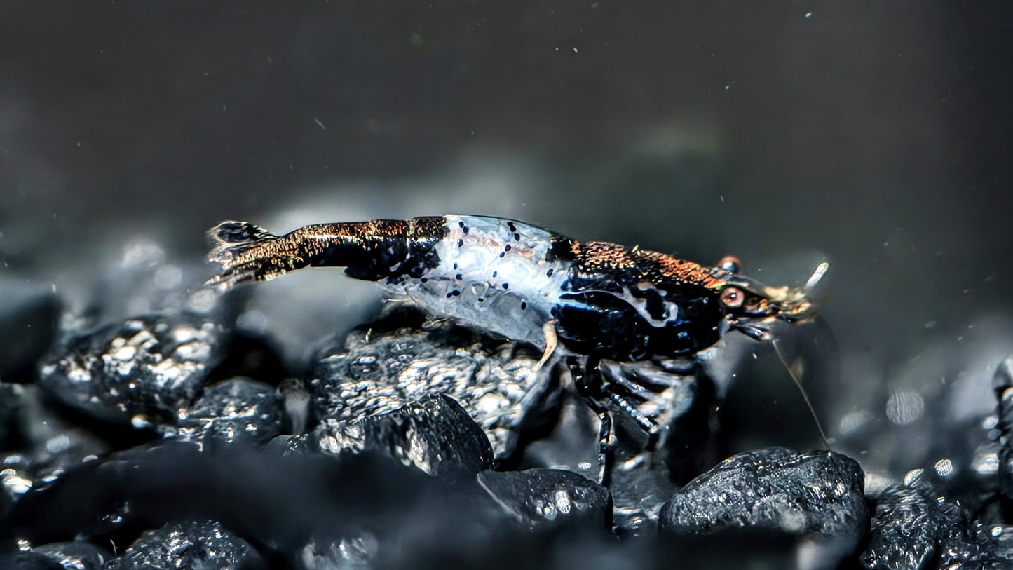 Black Rili Shrimp - Superior Shrimp & Aquatics