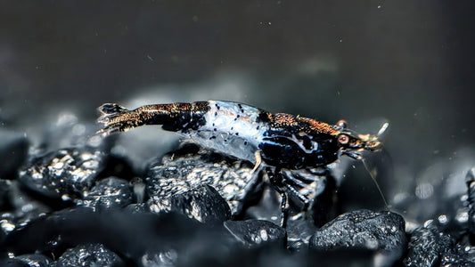 Black Rili Shrimp - Superior Shrimp & Aquatics