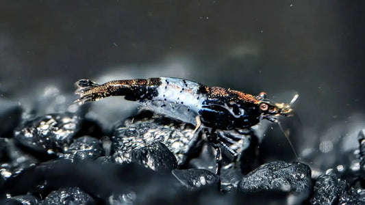 Black Rili Shrimp - Superior Shrimp & Aquatics