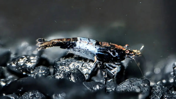 Black Rili Shrimp - Superior Shrimp & Aquatics