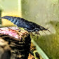 Black Rose Shrimp - Superior Shrimp & Aquatics