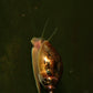 Bladder Snail - Superior Shrimp & Aquatics