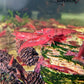 Bloody Mary Shrimp - Superior Shrimp & Aquatics
