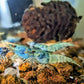 Blue Bolt Shrimp - Superior Shrimp & Aquatics