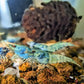 Blue Bolt Shrimp - Superior Shrimp & Aquatics