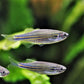 Blue Danio (Danio kerri)