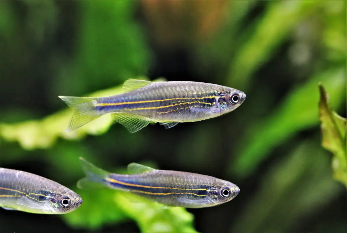 Blue Danio (Danio kerri)