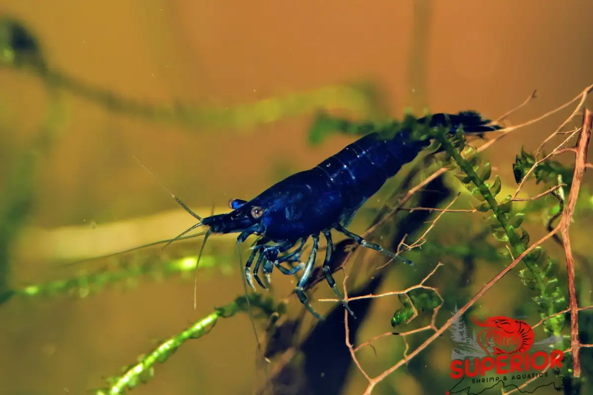 Blue Diamond Shrimp - Superior Shrimp & Aquatics