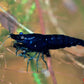 Blue Diamond Shrimp - Superior Shrimp & Aquatics