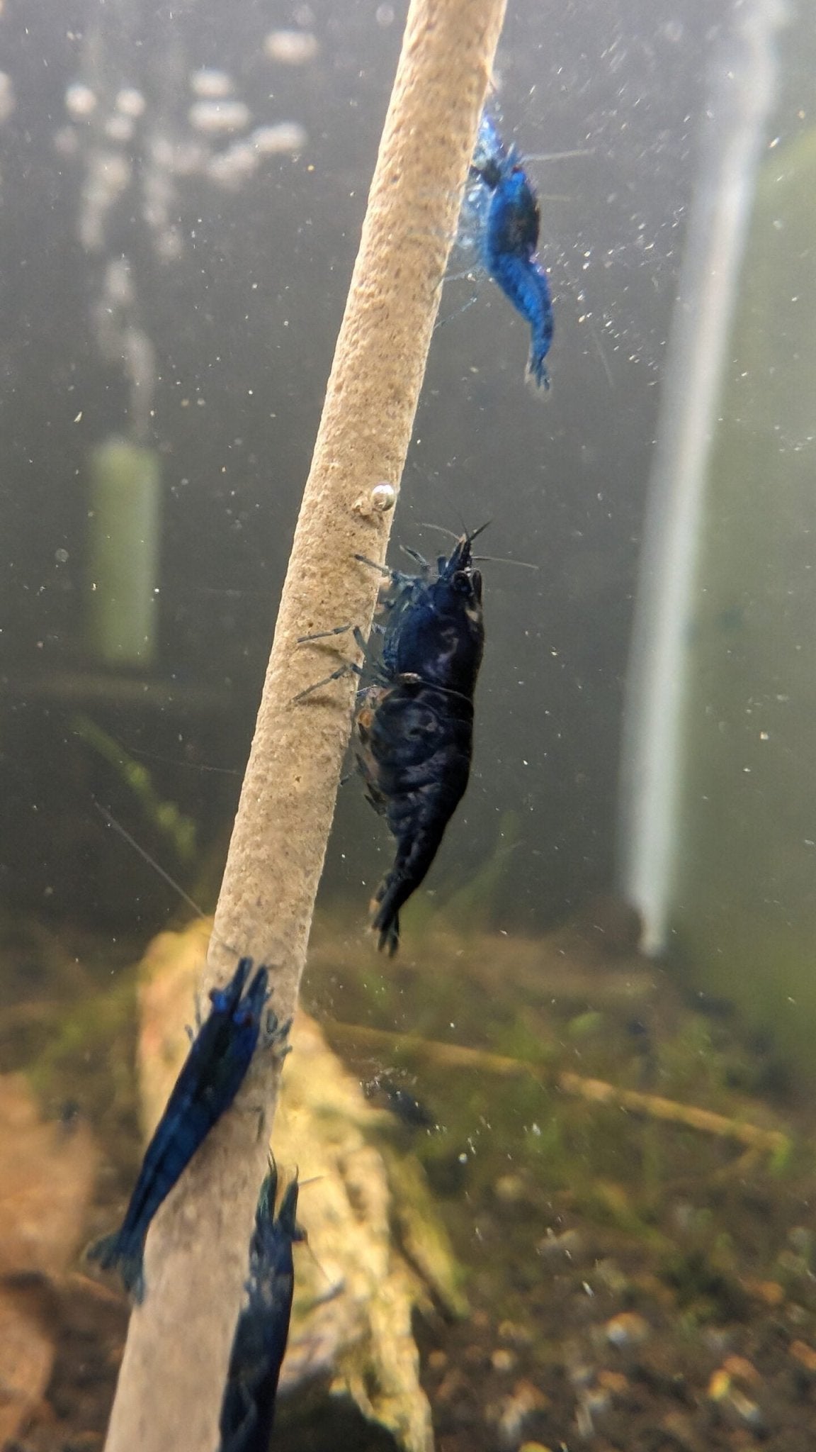 Blue Dream Shrimp - Superior Shrimp & Aquatics