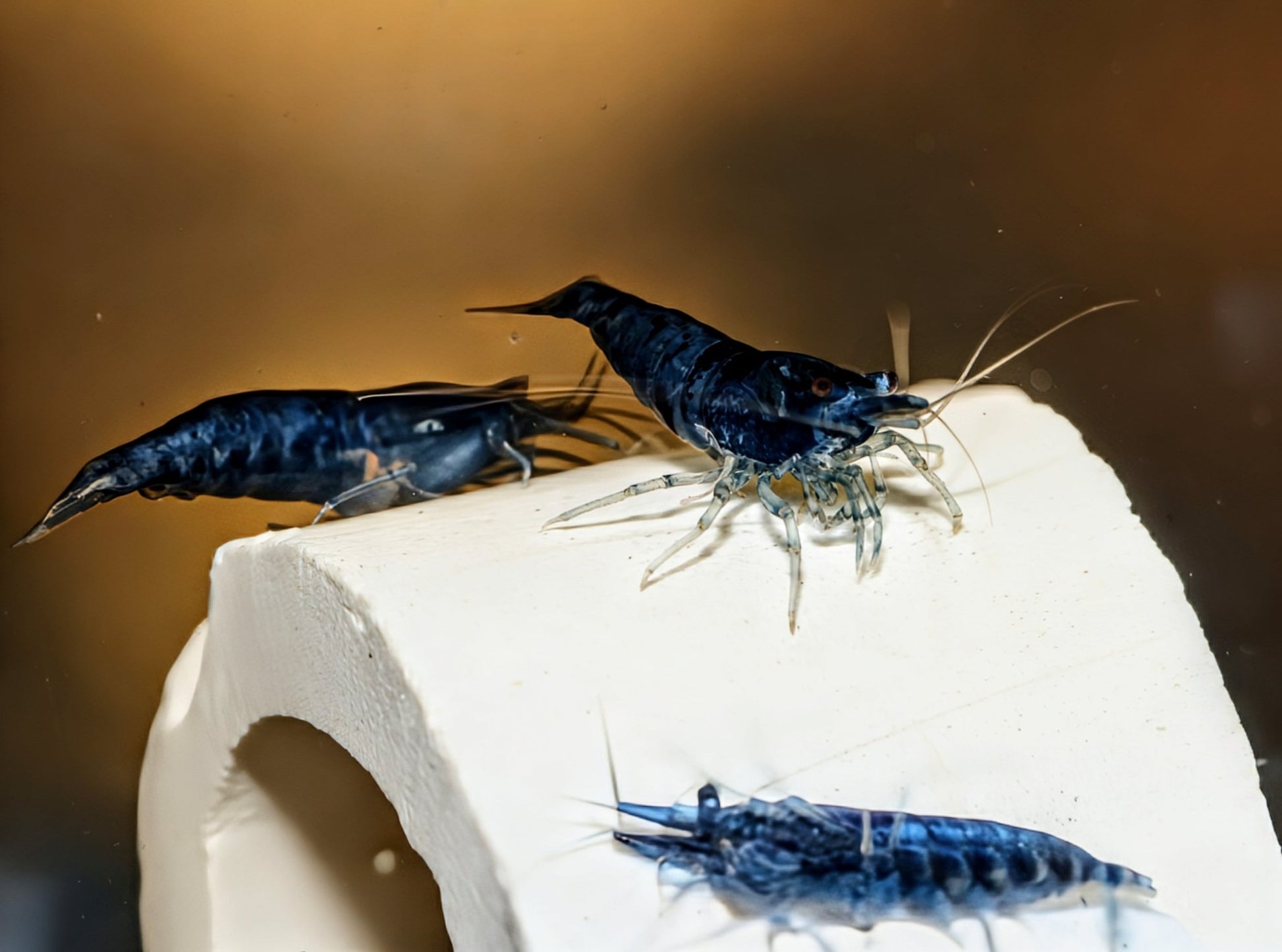 Blue Dream Shrimp - Superior Shrimp & Aquatics
