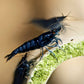 Blue Dream Shrimp - Superior Shrimp & Aquatics