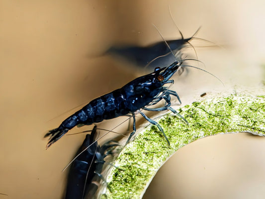 Blue Dream Shrimp - Superior Shrimp & Aquatics