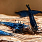 Blue Dream Shrimp - Superior Shrimp & Aquatics
