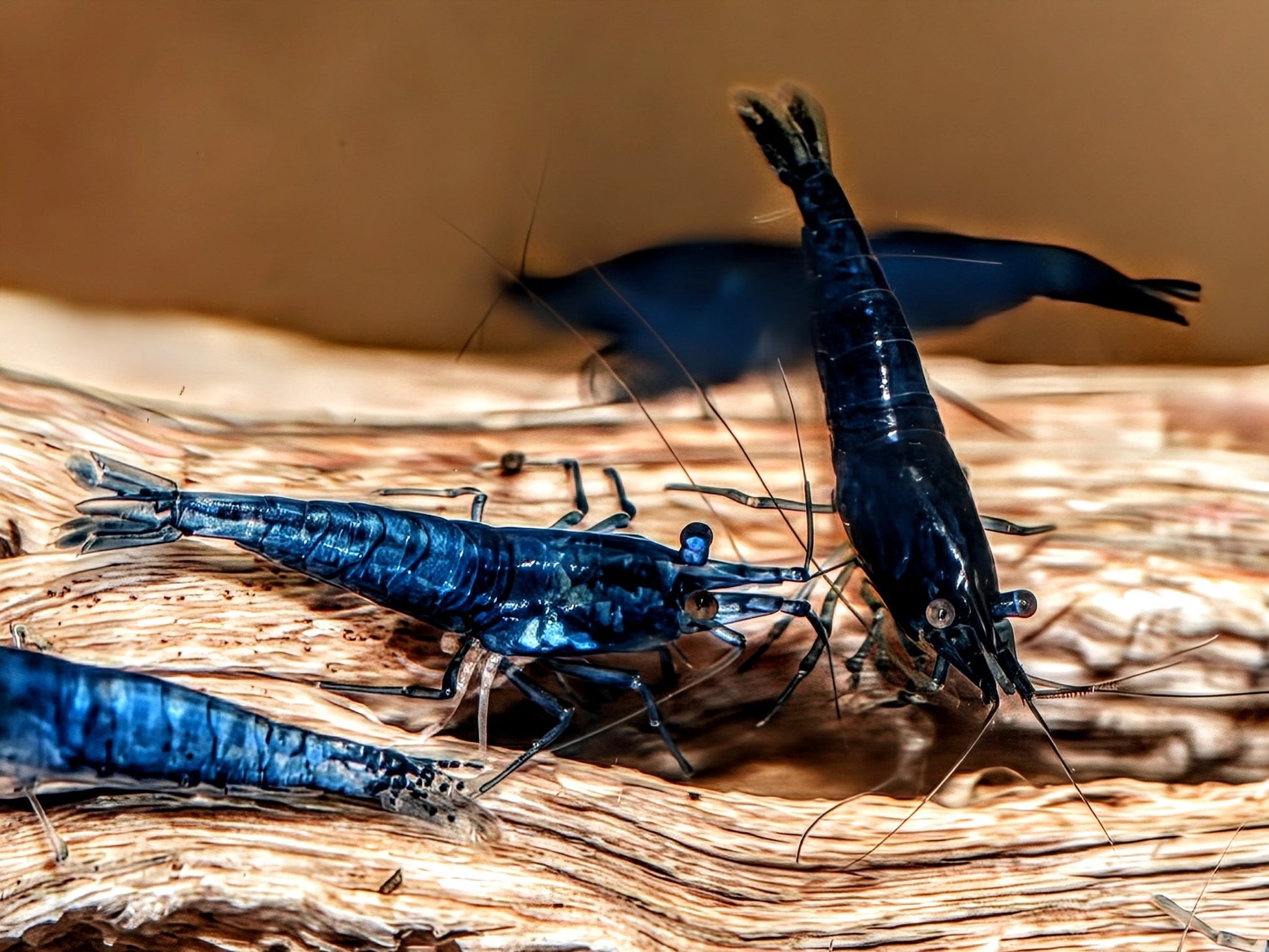 Blue Dream Shrimp - Superior Shrimp & Aquatics