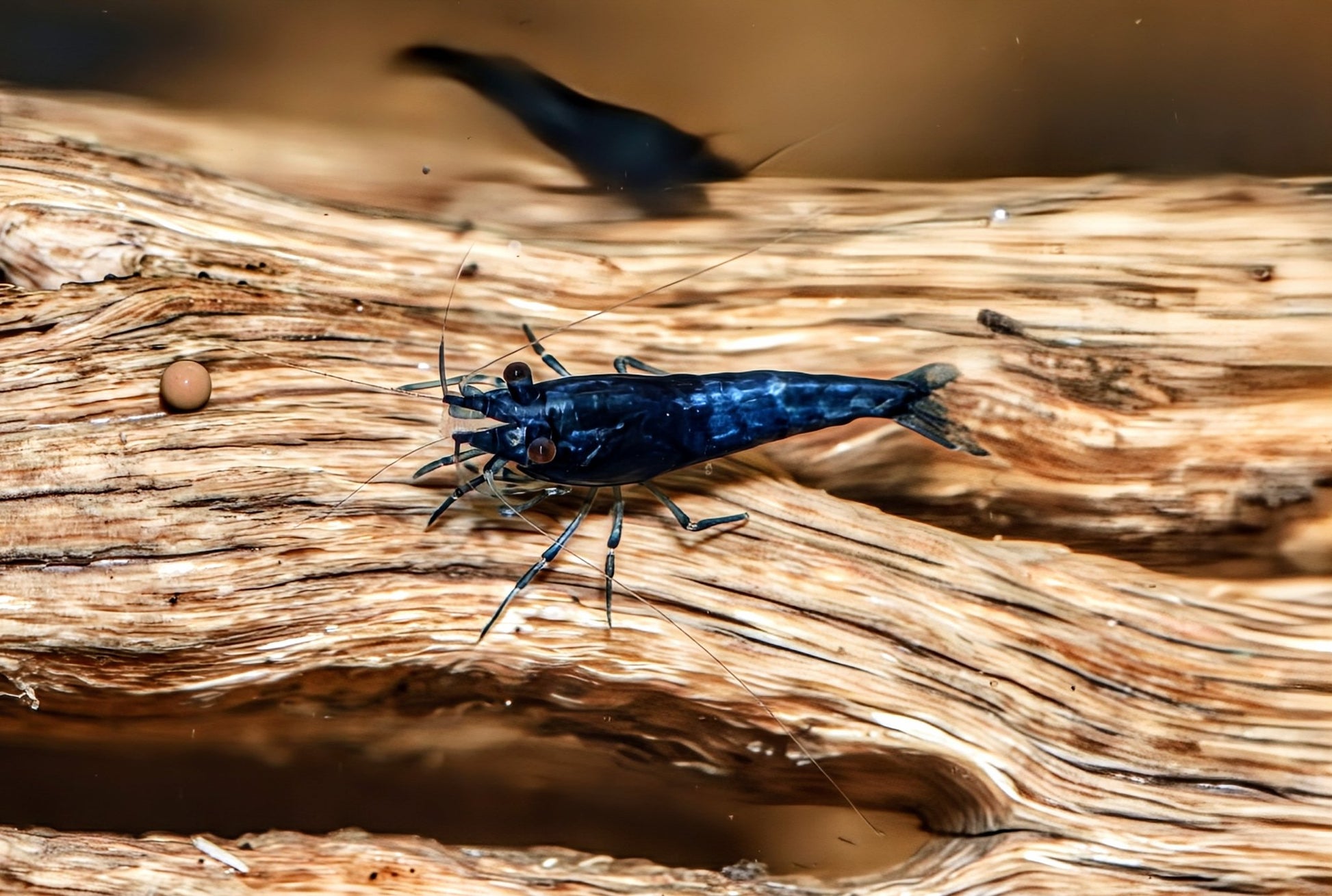 Blue Dream Shrimp - Superior Shrimp & Aquatics
