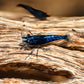 Blue Dream Shrimp - Superior Shrimp & Aquatics