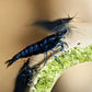Blue Dream Shrimp - Superior Shrimp & Aquatics