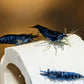 Blue Dream Shrimp - Superior Shrimp & Aquatics