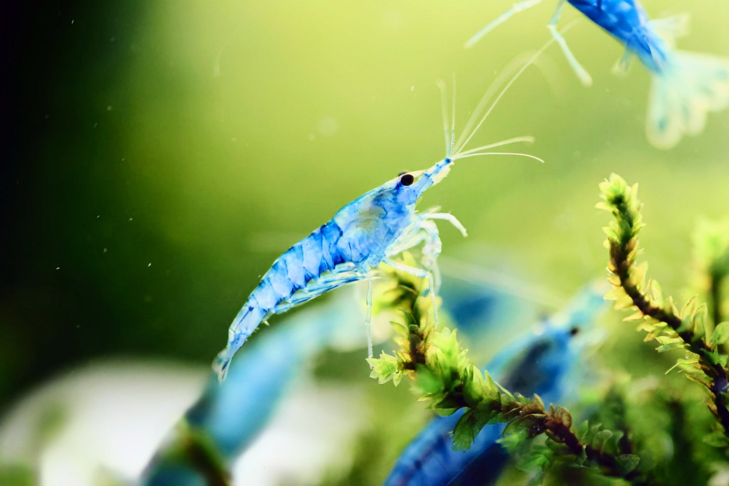 Blue Jelly Shrimp - Superior Shrimp & Aquatics