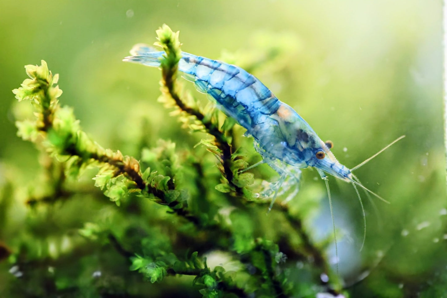 Blue Jelly Shrimp - Superior Shrimp & Aquatics