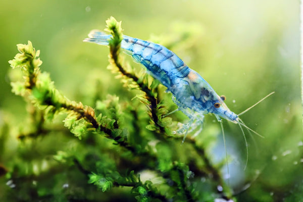 Blue Jelly Shrimp - Superior Shrimp & Aquatics