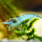 Blue Jelly Shrimp - Superior Shrimp & Aquatics