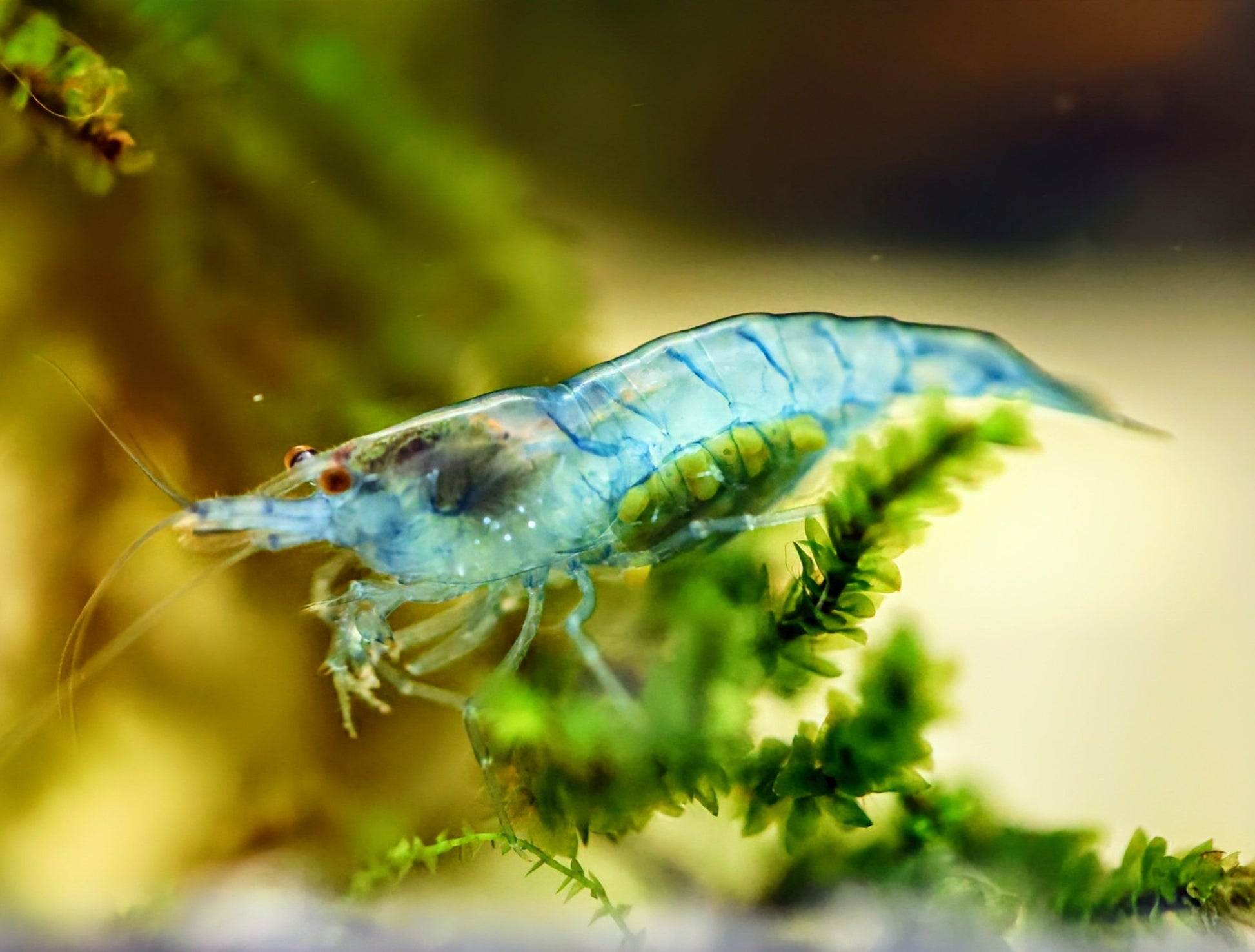 Blue Jelly Shrimp - Superior Shrimp & Aquatics