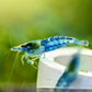 Blue Jelly Shrimp - Superior Shrimp & Aquatics
