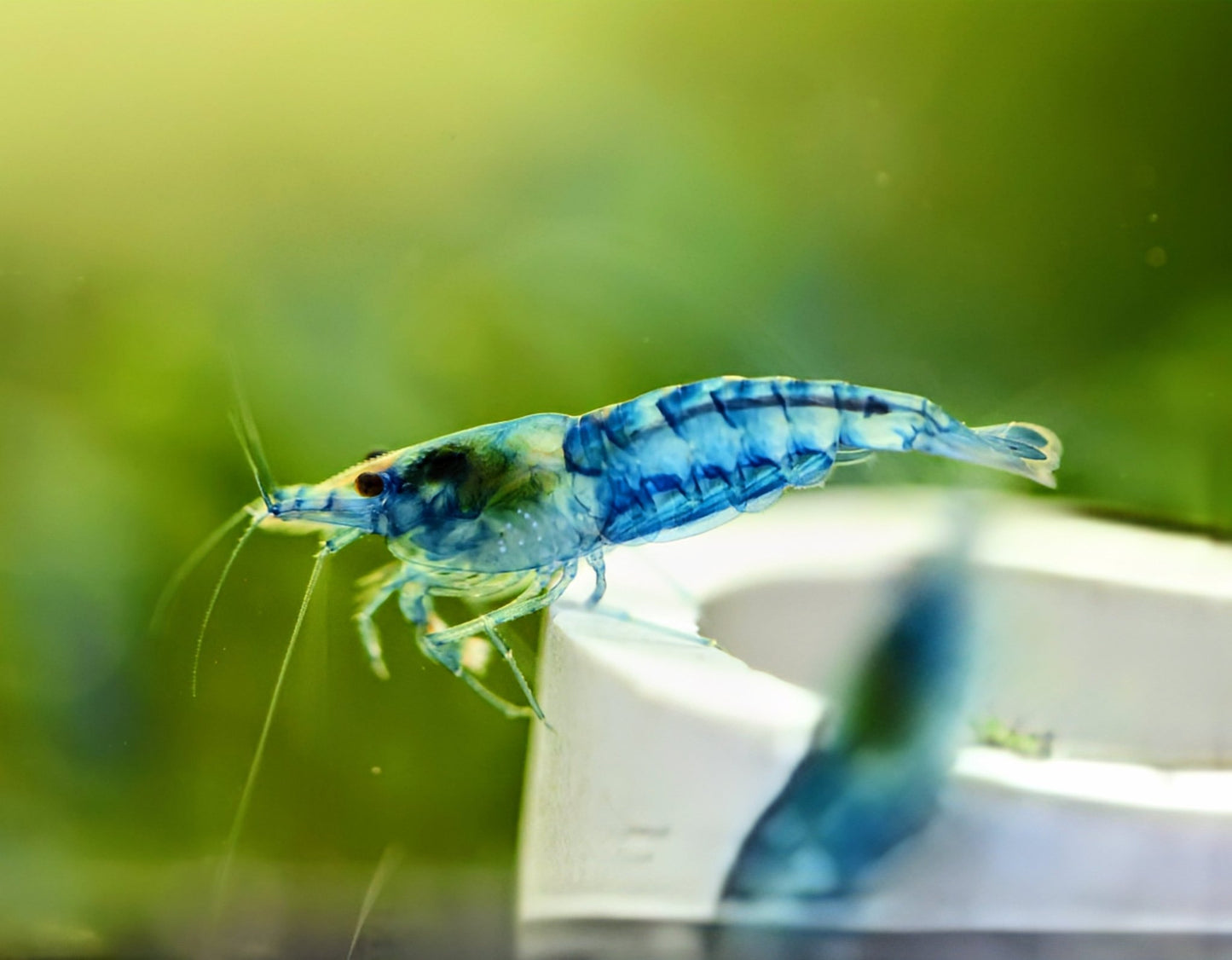 Blue Jelly Shrimp - Superior Shrimp & Aquatics