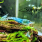 Blue Jelly Shrimp - Superior Shrimp & Aquatics