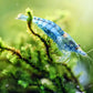 Blue Jelly Shrimp - Superior Shrimp & Aquatics