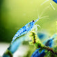 Blue Jelly Shrimp - Superior Shrimp & Aquatics