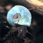 Blue Ramshorn Snail - Superior Shrimp & Aquatics