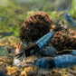 Blue Rili Shrimp - Superior Shrimp & Aquatics