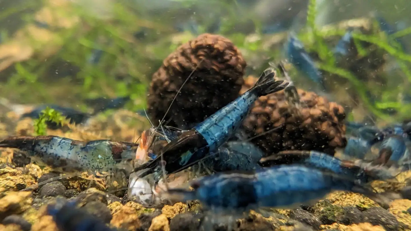 Blue Rili Shrimp - Superior Shrimp & Aquatics