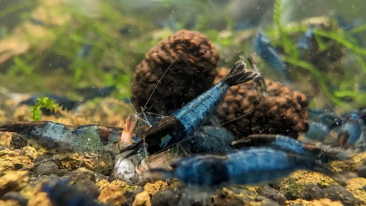 Blue Rili Shrimp - Superior Shrimp & Aquatics