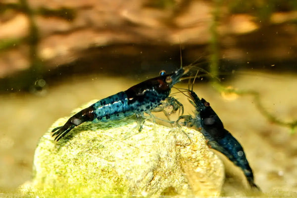 Blue Rili Blue Rili Shrimp - Superior Shrimp & Aquatics