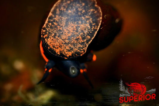 Blueberry Snail - Superior Shrimp & Aquatics