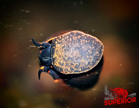 Blueberry Snail - Superior Shrimp & Aquatics