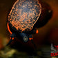Blueberry Snail - Superior Shrimp & Aquatics