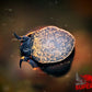 Blueberry Snail - Superior Shrimp & Aquatics