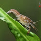 Brazos Dwarf Crayfish (Cambarellus texanus) - Superior Shrimp & Aquatics