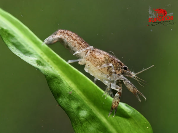Brazos Dwarf Crayfish (Cambarellus texanus) - Superior Shrimp & Aquatics